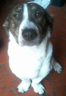 Cachorro raça mix de Basset idade 7 a 11 meses nome Negão