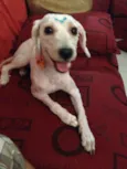 Mel