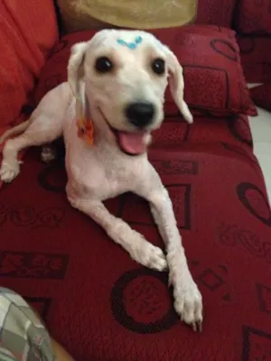 Cachorro raça Mistura de poodle com SRD idade 1 ano nome Mel