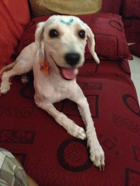 Cachorro ra a Mistura de poodle com SRD idade 1 ano nome Mel