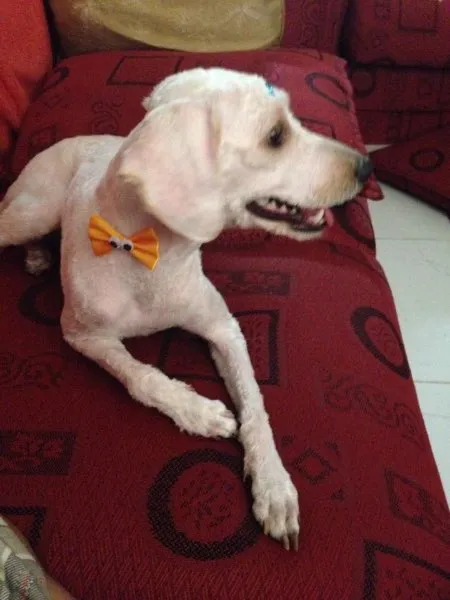 Cachorro ra a Mistura de poodle com SRD idade 1 ano nome Mel