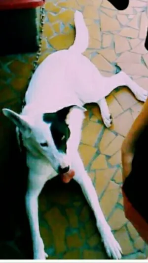 Cachorro raça Não definida  idade 4 anos nome Shakira
