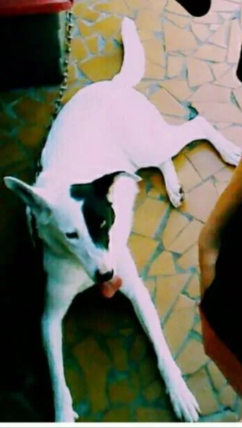 Cachorro raça Não definida  idade 4 anos nome Shakira