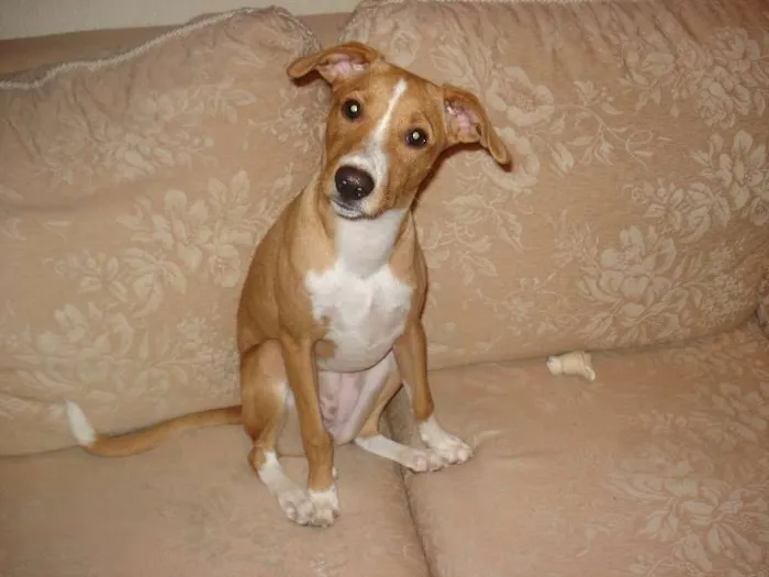 Cachorro ra a SRD idade 7 a 11 meses nome Pitty