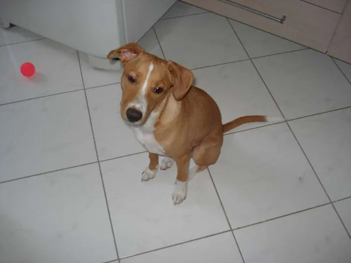 Cachorro ra a SRD idade 7 a 11 meses nome Pitty