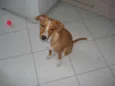 Pitty