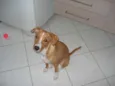 Pitty