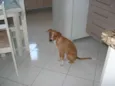 Pitty