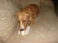 Pitty