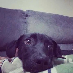 Cachorro ra a SRD idade 1 ano nome Blue
