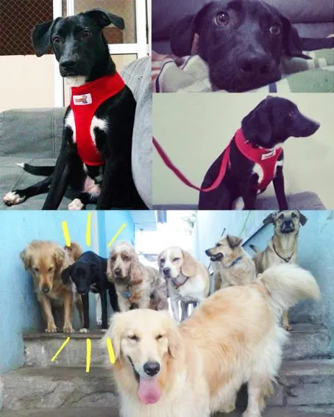 Cachorro ra a SRD idade 1 ano nome Blue