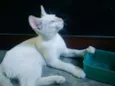 Mingal, Eulácio e M