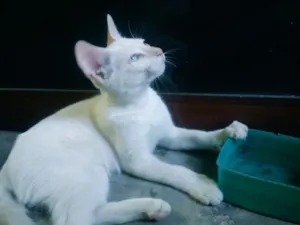 Gato raça SRD idade 2 a 6 meses nome Mingal, Eulácio e M