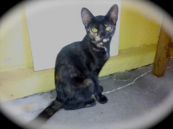 Gato raça SRD idade 2 a 6 meses nome Mingal, Eulácio e M