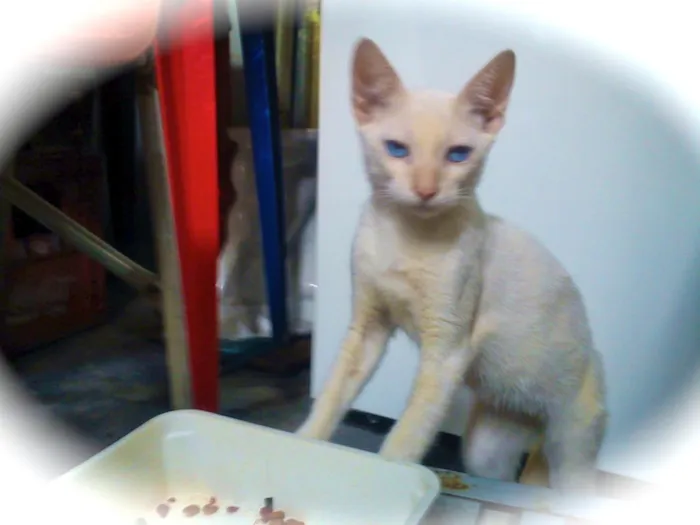 Gato raça SRD idade 2 a 6 meses nome Mingal, Eulácio e M