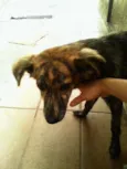 Machinho