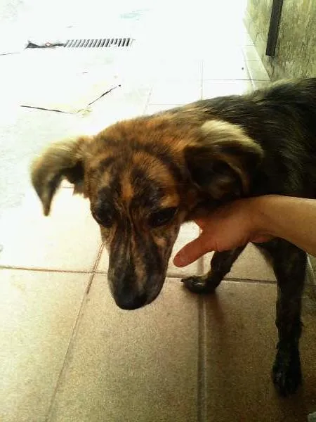 Cachorro ra a SRD idade  nome Machinho