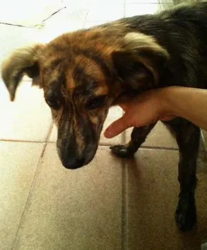 Cachorro raça SRD idade  nome Machinho