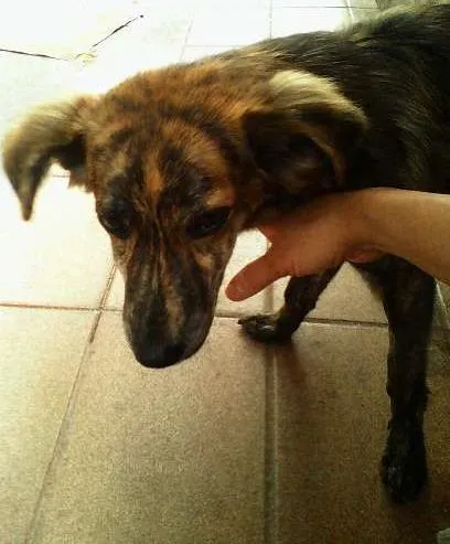 Cachorro ra a SRD idade  nome Machinho