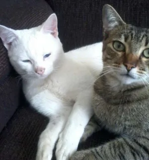Gato raça rajado idade 2 a 6 meses nome nao tem nome