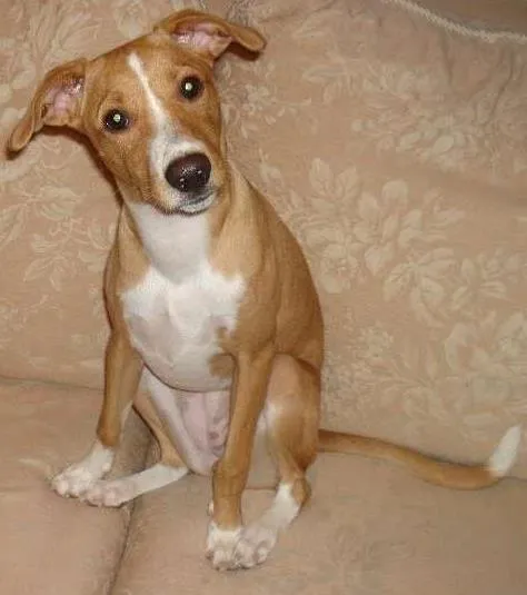 Cachorro ra a SRD idade 7 a 11 meses nome Pitty