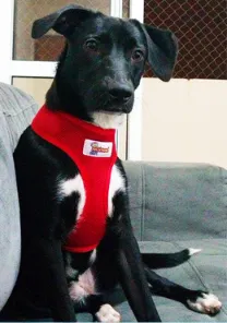 Cachorro raça SRD idade 1 ano nome Blue