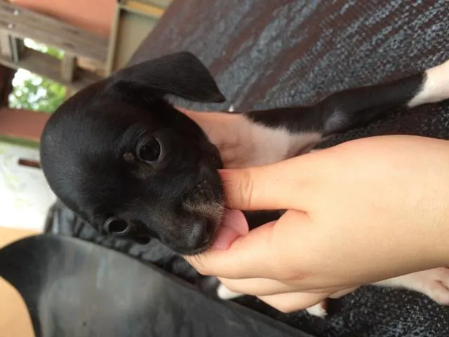 Cachorro ra a Sem raça definida idade 2 a 6 meses nome Lulu, ninda e six