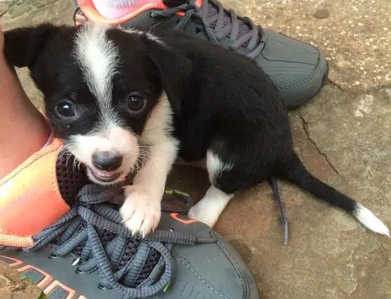 Cachorro ra a Sem raça definida idade 2 a 6 meses nome Lulu, ninda e six