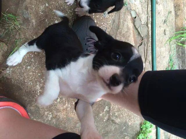 Cachorro ra a Sem raça definida idade 2 a 6 meses nome Lulu, ninda e six