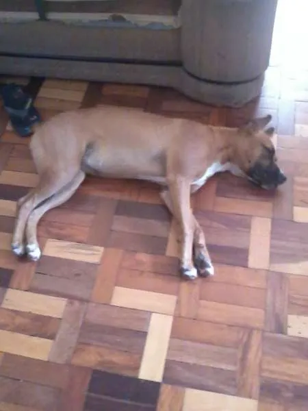 Cachorro ra a Boxer idade 2 anos nome lua