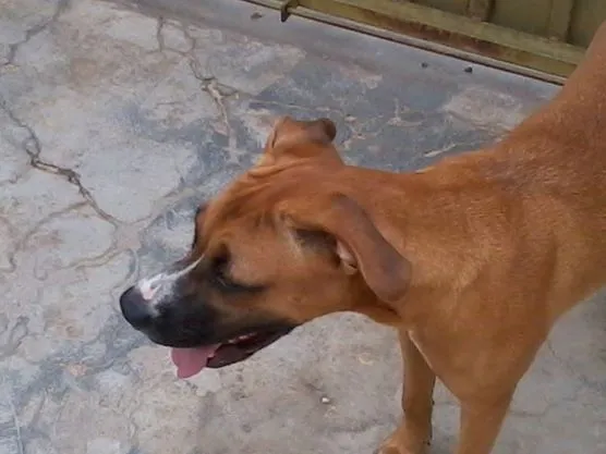 Cachorro ra a Boxer idade 2 anos nome lua
