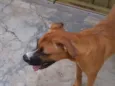 lua