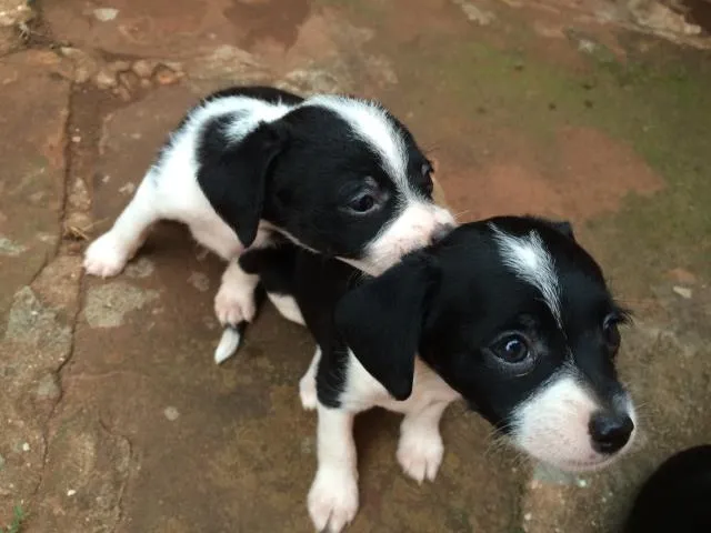 Cachorro ra a Sem raça definida idade 2 a 6 meses nome Lulu, ninda e six