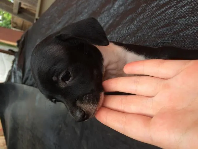 Cachorro ra a Sem raça definida idade 2 a 6 meses nome Lulu, ninda e six