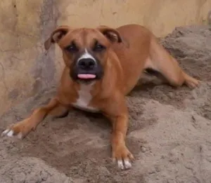 Cachorro raça Boxer idade 2 anos nome lua