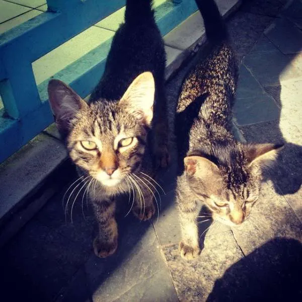 Gato ra a  idade 2 a 6 meses nome Não tem