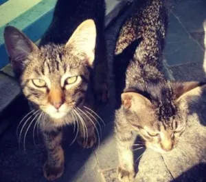 Gato raça  idade 2 a 6 meses nome Não tem