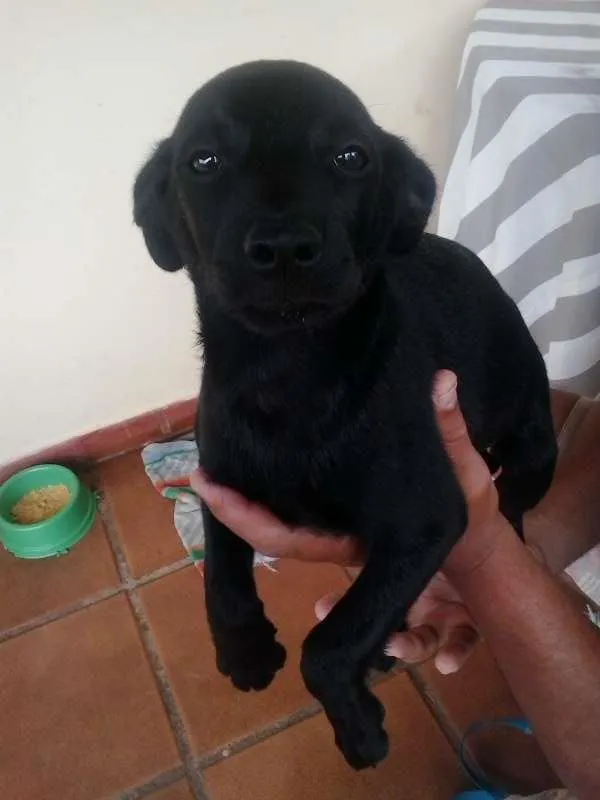 Cachorro ra a SRD idade 2 a 6 meses nome sem nome