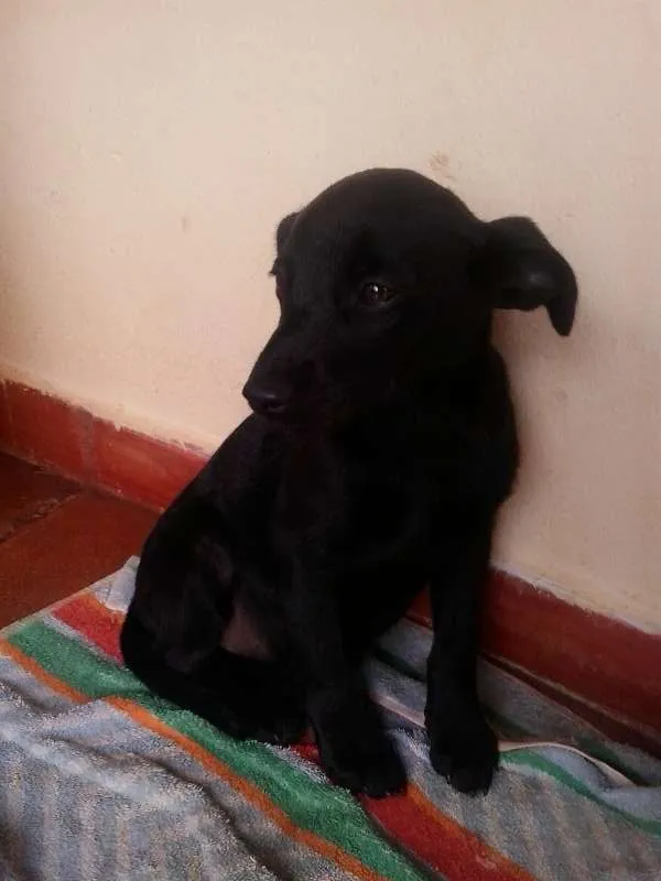 Cachorro ra a SRD idade 2 a 6 meses nome sem nome