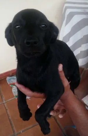 Cachorro raça SRD idade 2 a 6 meses nome sem nome