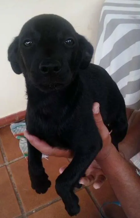 Cachorro ra a SRD idade 2 a 6 meses nome sem nome