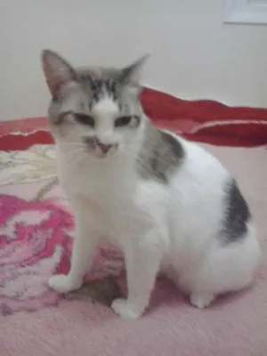 Gato raça cianesa idade 4 anos nome sara