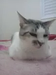 sara