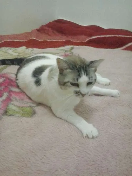 Gato raça cianesa idade 4 anos nome sara