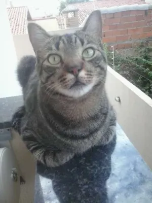 Gato raça tigrado idade 2 anos nome Tomé