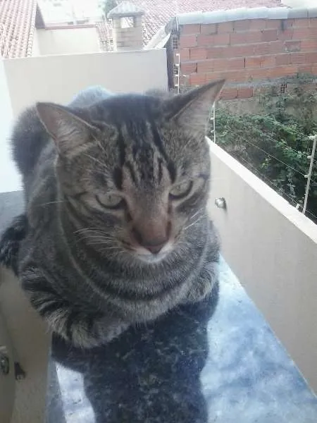 Gato raça tigrado idade 2 anos nome Tomé