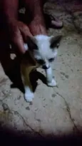 Gatinho e sua Mãe!!!