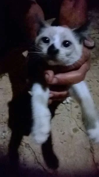 Gato ra a srd e siamês  idade 2 a 6 meses nome Gatinho e sua Mãe!!!