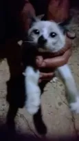 Gatinho e sua Mãe!!!