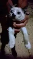 Gatinho e sua Mãe!!!